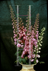 Picture of Delphinium elatum 'Blushing Brides'