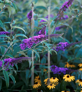 Picture of Buddleia davidii 'Potter's Purple'