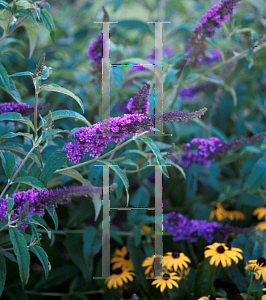 Picture of Buddleia davidii 'Potter's Purple'