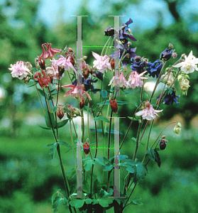 Picture of Aquilegia vulgaris 'Grandmother's Garden'