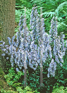 Picture of Aconitum x cammarum 'Stainless Steel'