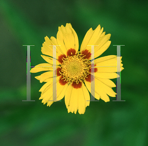 Picture of Coreopsis lanceolata 'Sterntaler'