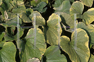 Picture of Brunnera macrophylla 'Hadspen Cream'