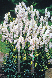 Picture of Aconitum x cammarum 'Eleanor'