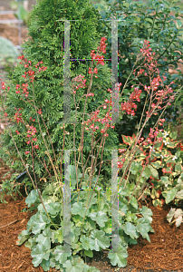 Picture of Heuchera  'Mt. St. Helens'