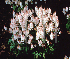 Picture of Tiarella  'Spring Symphony'