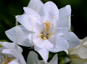 Picture of Platycodon grandiflorus 'Double White'