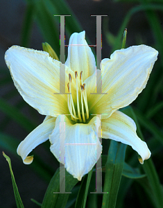 Picture of Hemerocallis  'Ice Carnival'