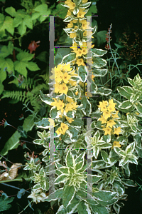 Picture of Lysimachia punctata 'Alexander'