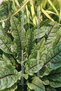 Picture of Rumex sanguineus 