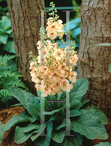 Picture of Verbascum phoeniceum 'Jackie'