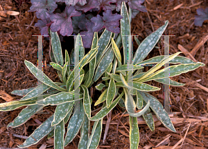 Picture of Pulmonaria longifolia 'Golden Haze'