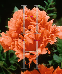 Picture of Papaver orientale 'Garden Glory'