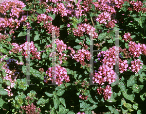 Picture of Origanum laevigatum 'Rosenkuppel'