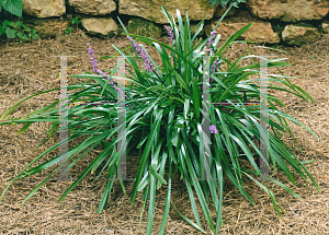 Picture of Liriope muscari 'Big Blue'