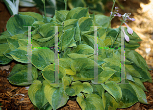 Picture of Hosta  'Radiant Edger'