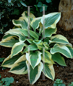 Picture of Hosta  'Mama Mia'