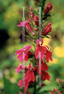 Picture of Lobelia  'Sparkle Devine'