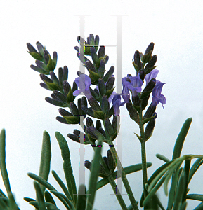 Picture of Lavandula x intermedia 'Grosso'