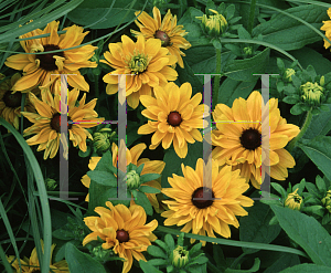 Picture of Rudbeckia hirta 'Goldilocks'