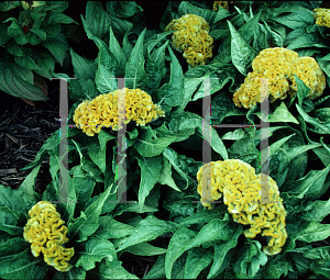 Picture of Celosia argentea (Cristata Group) 'Jewel Box Golden Yellow'