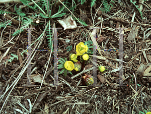 Picture of Eranthis hyemalis 