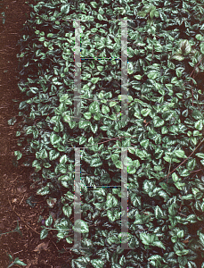 Picture of Lamium galeobdolon 'Florentinum'