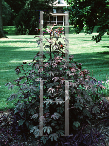 Picture of Hibiscus acetosella 'Coppertone (Red Shield)'