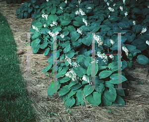 Picture of Hosta sieboldiana 'Elegans'