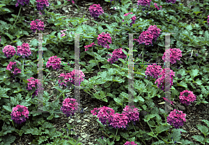 Picture of Verbena canadensis 'Homestead Purple'