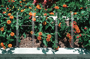 Picture of Lantana camara 'Radiation'