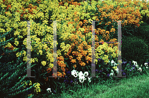 Picture of Erysimum x allionii 