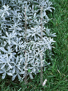 Picture of Artemisia ludoviciana 'Silver King'