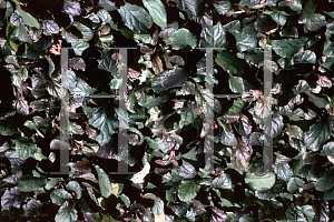 Picture of Ajuga pyramidalis 'Metallica Crispa'