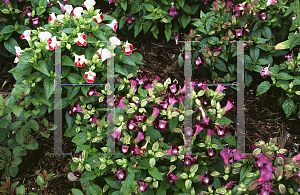 Picture of Torenia fournieri 'Clown Mix'