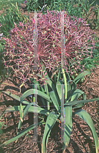 Picture of Allium christophii 