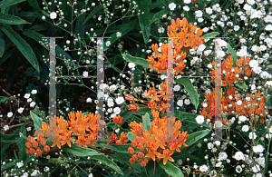 Picture of Asclepias tuberosa 