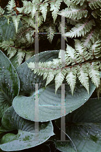 Picture of Hosta sieboldiana 'Elegans'