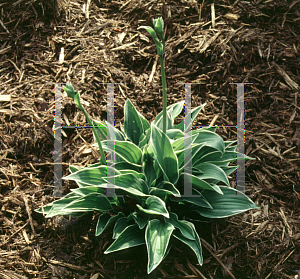 Picture of Hosta  'Allan P. McConnell'