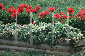 Picture of Sempervivum  