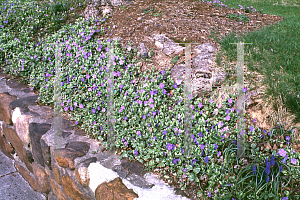 Picture of Vinca minor 'Variegata'