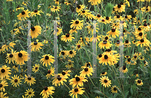 Picture of Rudbeckia hirta 