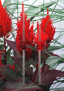 Picture of Celosia argentea (Plumosa Group) 'New Look'