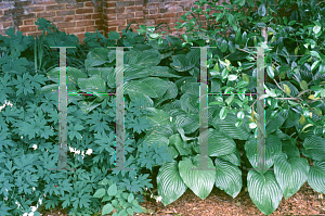 Picture of Hosta plantaginea 