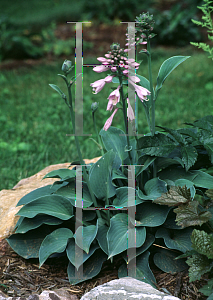 Picture of Hosta  'Blue Cadet'