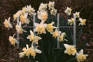Picture of Narcissus  'Amor'