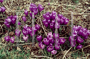 Picture of Crocus x hybridus 