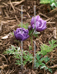 Picture of Anemone coronaria 'Mr. Fokker'