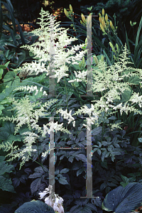 Picture of Astilbe japonica 'Deutschland'