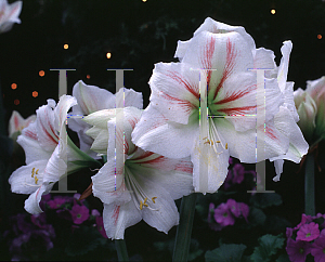 Picture of Hippeastrum x hybridum 'Masai'